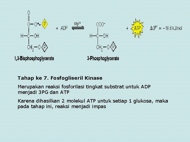 Tahap ke 7. Fosfogliseril Kinase Merupakan reaksi fosforilasi tingkat substrat untuk ADP menjadi 3