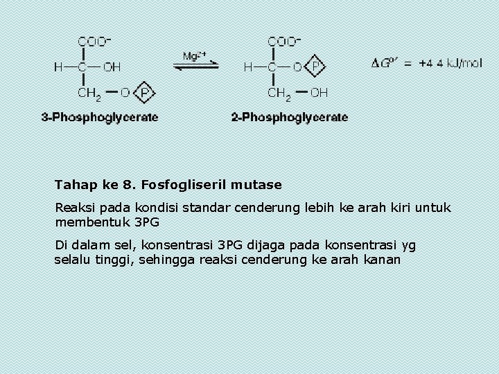 Tahap ke 8. Fosfogliseril mutase Reaksi pada kondisi standar cenderung lebih ke arah kiri