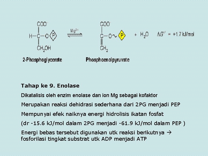 Tahap ke 9. Enolase Dikatalisis oleh enzim enolase dan ion Mg sebagai kofaktor Merupakan