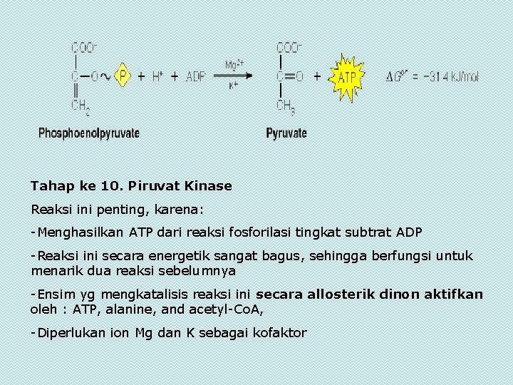 Tahap ke 10. Piruvat Kinase Reaksi ini penting, karena: -Menghasilkan ATP dari reaksi fosforilasi