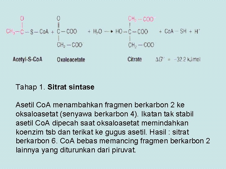 Tahap 1. Sitrat sintase Asetil Co. A menambahkan fragmen berkarbon 2 ke oksaloasetat (senyawa