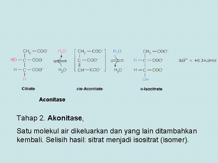 Aconitase Tahap 2. Akonitase, Satu molekul air dikeluarkan dan yang lain ditambahkan kembali. Selisih