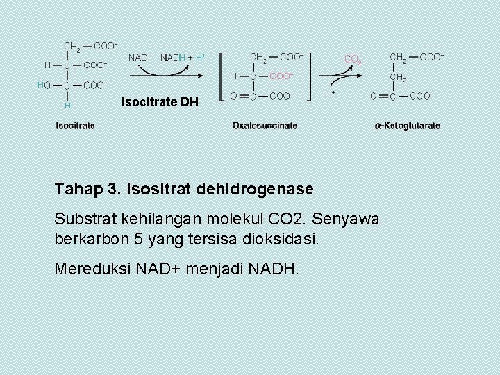 Isocitrate DH Tahap 3. Isositrat dehidrogenase Substrat kehilangan molekul CO 2. Senyawa berkarbon 5