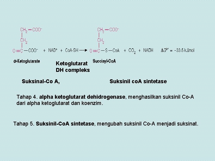 Ketoglutarat DH compleks Suksinal-Co A, Suksinil co. A sintetase Tahap 4. alpha ketoglutarat dehidrogenase,