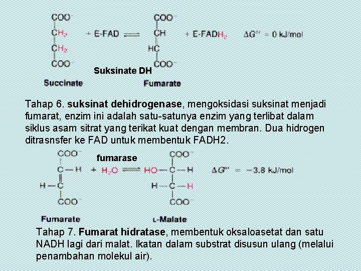 Suksinate DH Tahap 6. suksinat dehidrogenase, mengoksidasi suksinat menjadi fumarat, enzim ini adalah satu-satunya