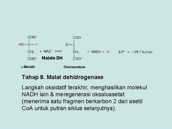 Malate DH Tahap 8. Malat dehidrogenase Langkah oksidatif terakhir; menghasilkan molekul NADH lain &
