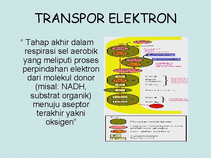 TRANSPOR ELEKTRON “ Tahap akhir dalam respirasi sel aerobik yang meliputi proses perpindahan elektron