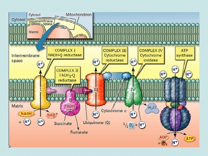 u Transpot elektron adalah tahap akhir dalam respirasi sel aerobik yang meliputi proses perpindahan