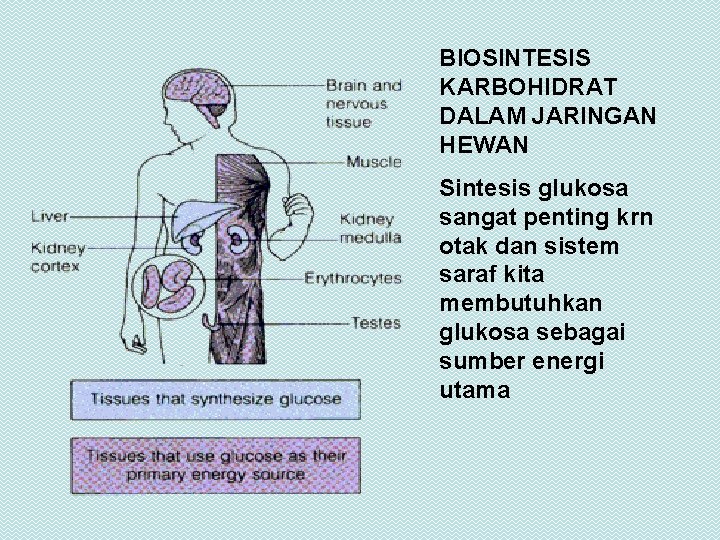 BIOSINTESIS KARBOHIDRAT DALAM JARINGAN HEWAN Sintesis glukosa sangat penting krn otak dan sistem saraf