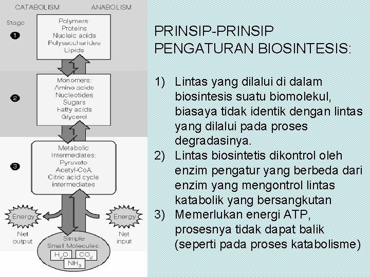PRINSIP-PRINSIP PENGATURAN BIOSINTESIS: 1) Lintas yang dilalui di dalam biosintesis suatu biomolekul, biasaya tidak