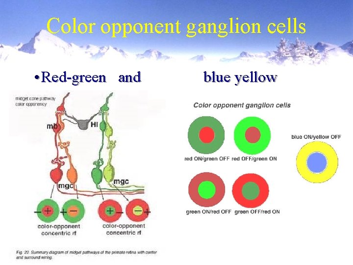 Color opponent ganglion cells • Red-green and opponency blue yellow 