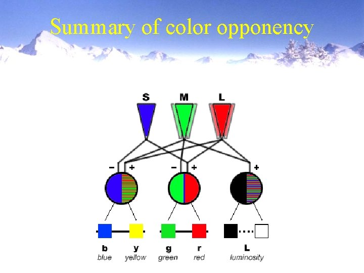 Summary of color opponency 