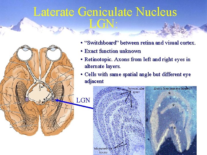 Laterate Geniculate Nucleus LGN: • “Switchboard” between retina and visual cortex. • Exact function