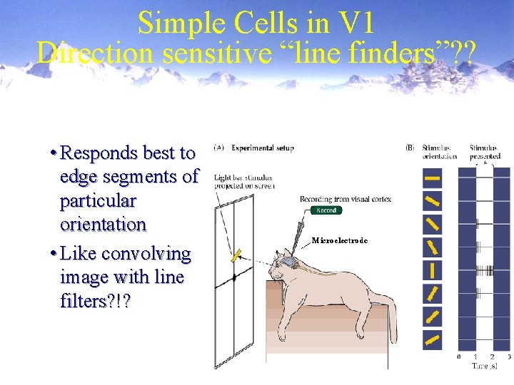 Simple Cells in V 1 Direction sensitive “line finders”? ? • Responds best to