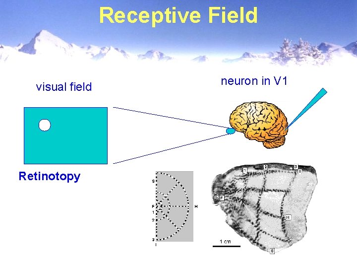Receptive Field visual field Retinotopy neuron in V 1 