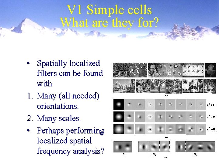 V 1 Simple cells What are they for? • Spatially localized filters can be