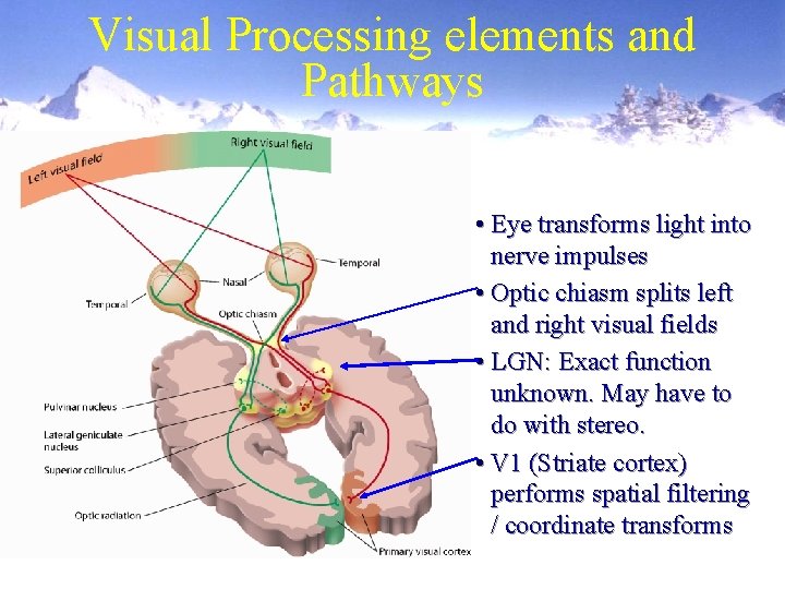 Visual Processing elements and Pathways • Eye transforms light into nerve impulses • Optic