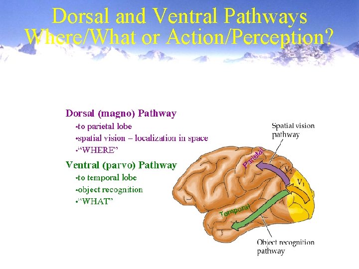 Dorsal and Ventral Pathways Where/What or Action/Perception? 