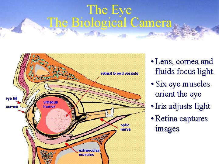 The Eye The Biological Camera • Lens, cornea and fluids focus light. • Six