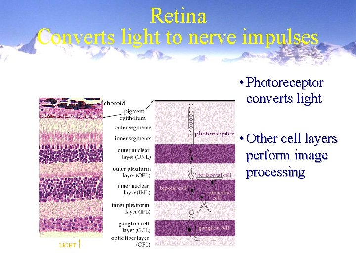Retina Converts light to nerve impulses • Photoreceptor converts light • Other cell layers