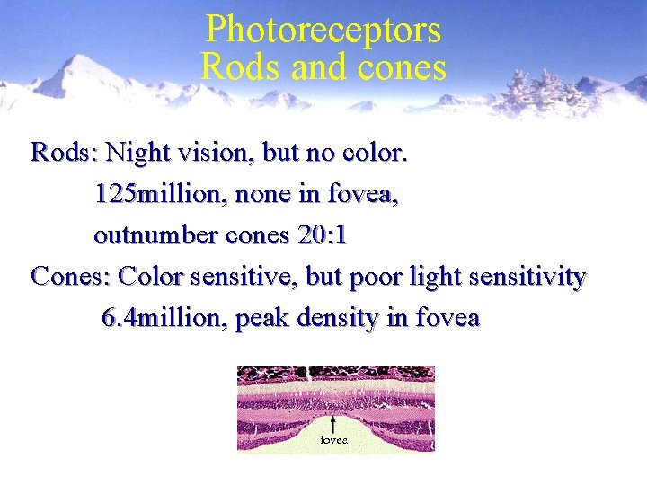 Biological Image Processing Physiology and Function C 428615