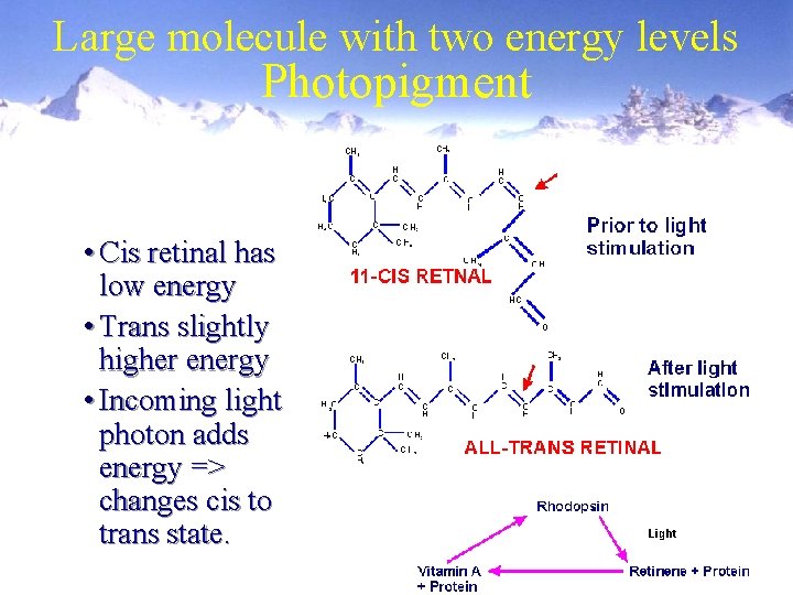 Large molecule with two energy levels Photopigment • Cis retinal has low energy •