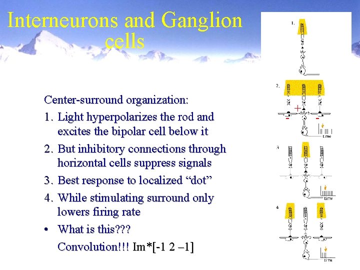 Interneurons and Ganglion cells Center-surround organization: 1. Light hyperpolarizes the rod and excites the