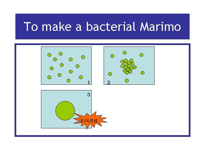 To make a bacterial Marimo １ ３ まりも完成 ２ 