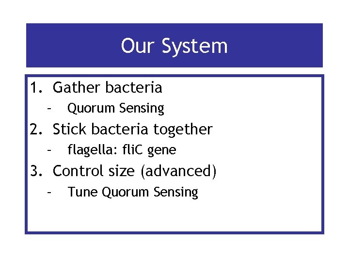 Our System 1. Gather bacteria – Quorum Sensing 2. Stick bacteria together – flagella: