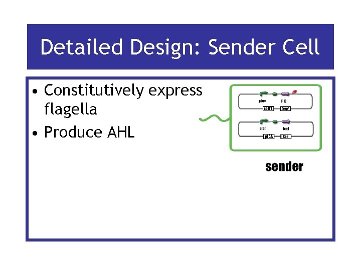 Detailed Design: Sender Cell • Constitutively express flagella • Produce AHL 