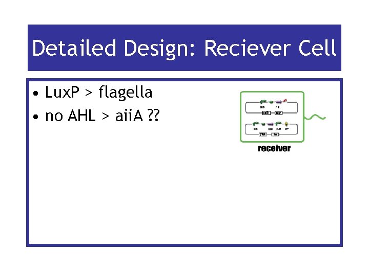 Detailed Design: Reciever Cell • Lux. P > flagella • no AHL > aii.