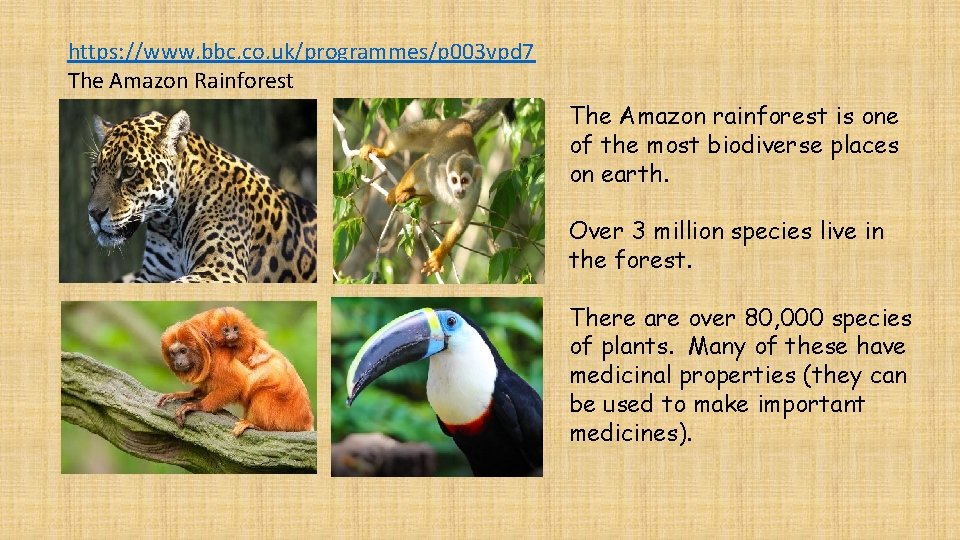 https: //www. bbc. co. uk/programmes/p 003 vpd 7 The Amazon Rainforest The Amazon rainforest
