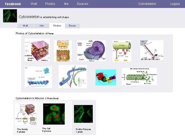 facebook Wall Photos Me Sources Cytoskeleton is establishing cell shape. Wall Info Photos of