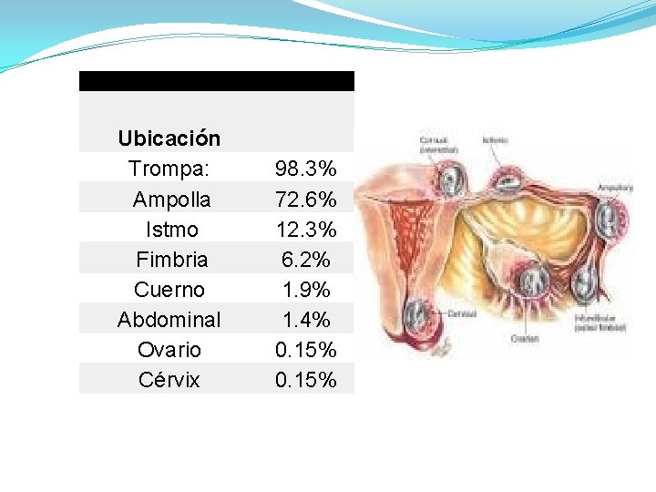 Ubicación Trompa: Ampolla Istmo Fimbria Cuerno Abdominal Ovario Cérvix 98. 3% 72. 6% 12.