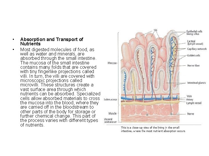  • • Absorption and Transport of Nutrients Most digested molecules of food, as