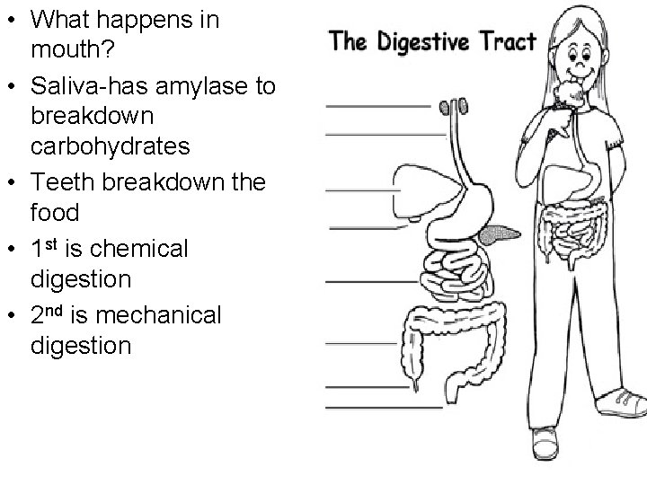  • What happens in mouth? • Saliva-has amylase to breakdown carbohydrates • Teeth