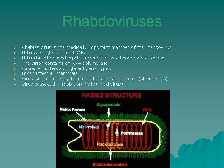 Rhabdoviruses Ø Ø Ø Ø Rhabies virus is the medically important member of the