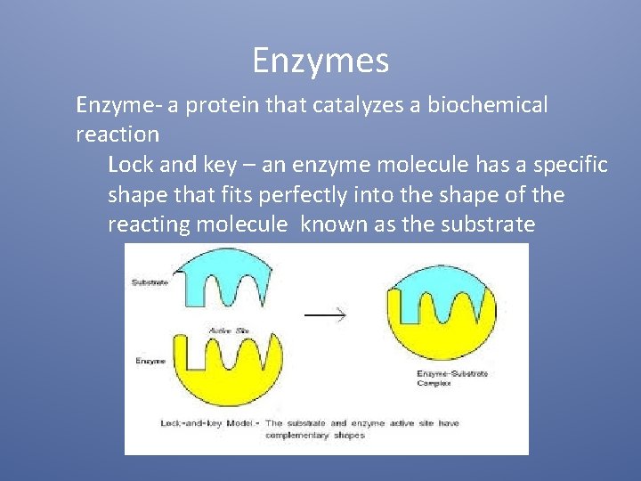 Enzymes Enzyme- a protein that catalyzes a biochemical reaction Lock and key – an