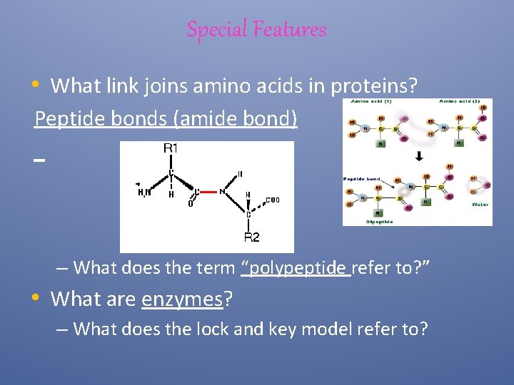 Special Features • What link joins amino acids in proteins? Peptide bonds (amide bond)
