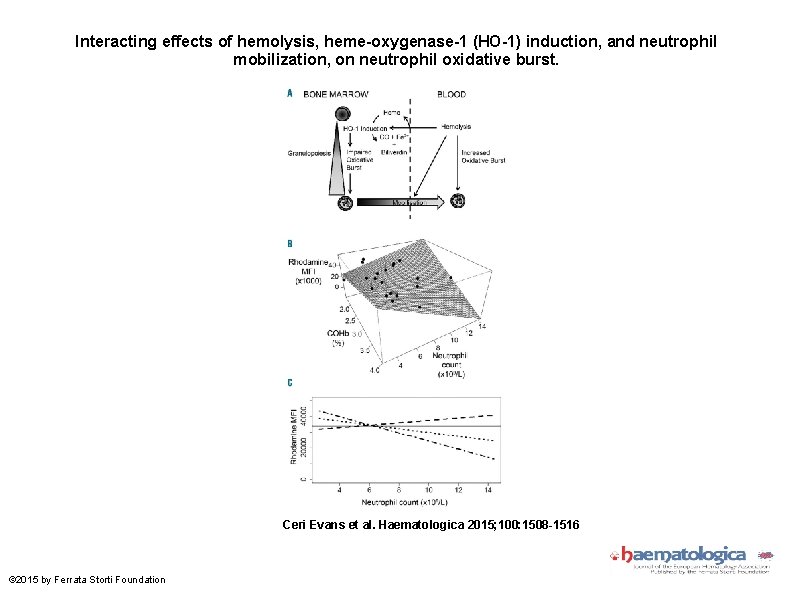 Interacting effects of hemolysis, heme-oxygenase-1 (HO-1) induction, and neutrophil mobilization, on neutrophil oxidative burst.