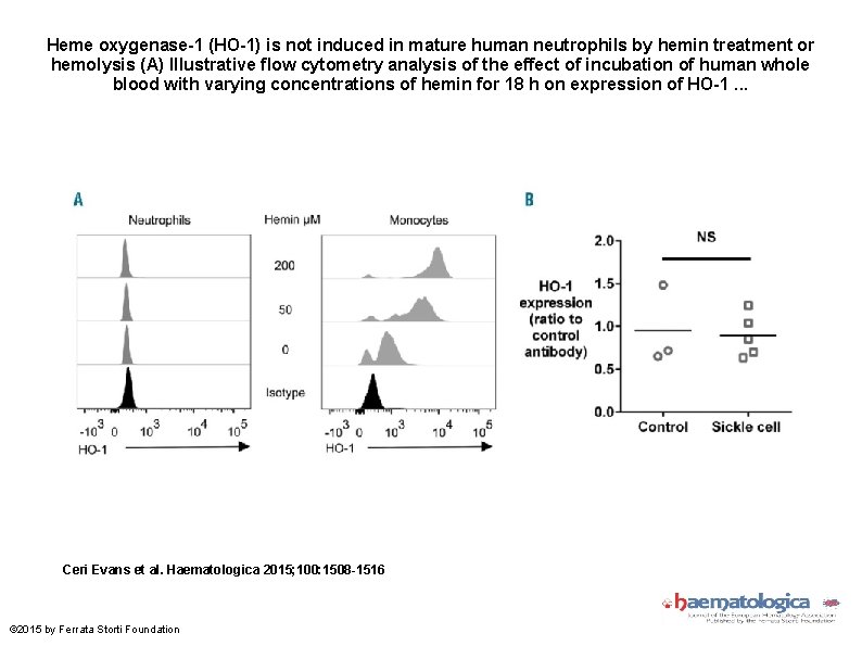 Heme oxygenase-1 (HO-1) is not induced in mature human neutrophils by hemin treatment or