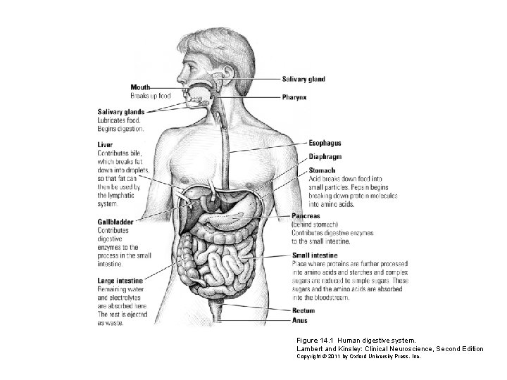 Figure 14. 1 Human digestive system. Lambert and Kinsley: Clinical Neuroscience, Second Edition Copyright