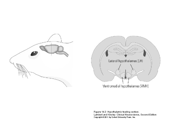 Figure 14. 3 Hypothalamic feeding centers. Lambert and Kinsley: Clinical Neuroscience, Second Edition Copyright