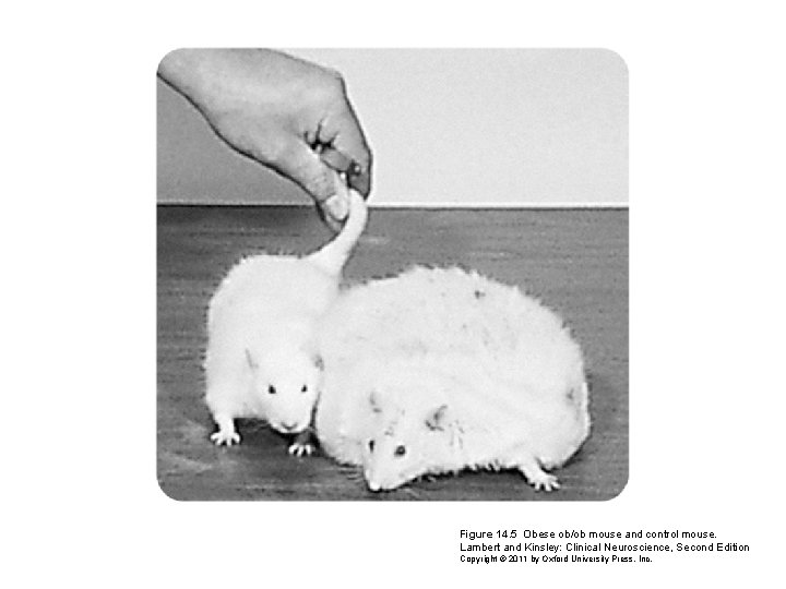 Figure 14. 5 Obese ob/ob mouse and control mouse. Lambert and Kinsley: Clinical Neuroscience,