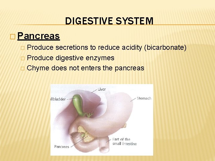 DIGESTIVE SYSTEM � Pancreas Produce secretions to reduce acidity (bicarbonate) � Produce digestive enzymes