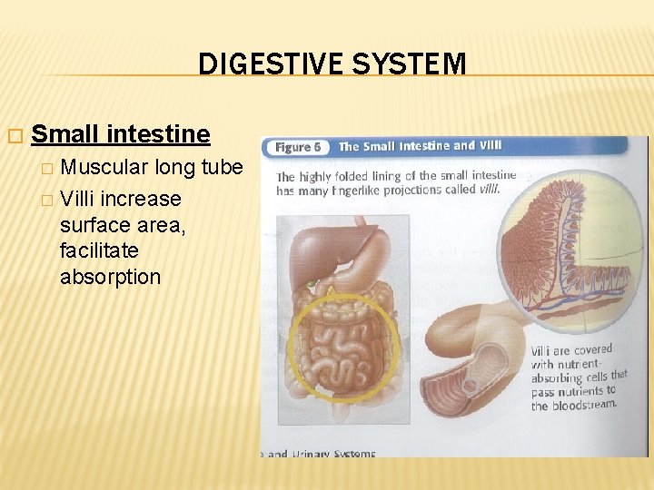 DIGESTIVE SYSTEM � Small intestine Muscular long tube � Villi increase surface area, facilitate