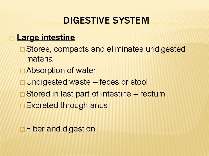DIGESTIVE SYSTEM � Large intestine � Stores, compacts and eliminates undigested material � Absorption
