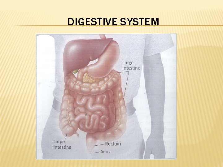 DIGESTIVE SYSTEM 