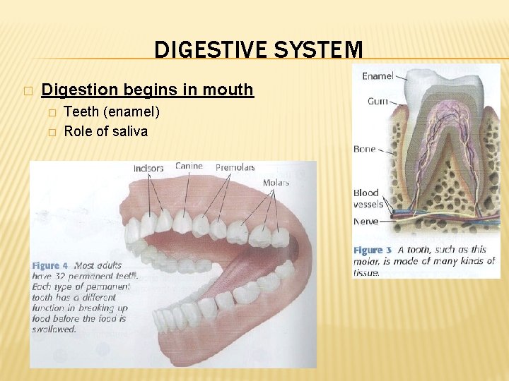 DIGESTIVE SYSTEM � Digestion begins in mouth � � Teeth (enamel) Role of saliva