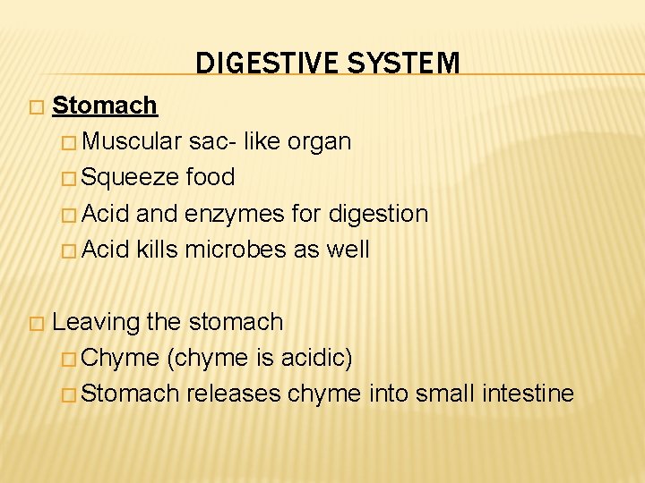 DIGESTIVE SYSTEM � Stomach � Muscular sac- like organ � Squeeze food � Acid